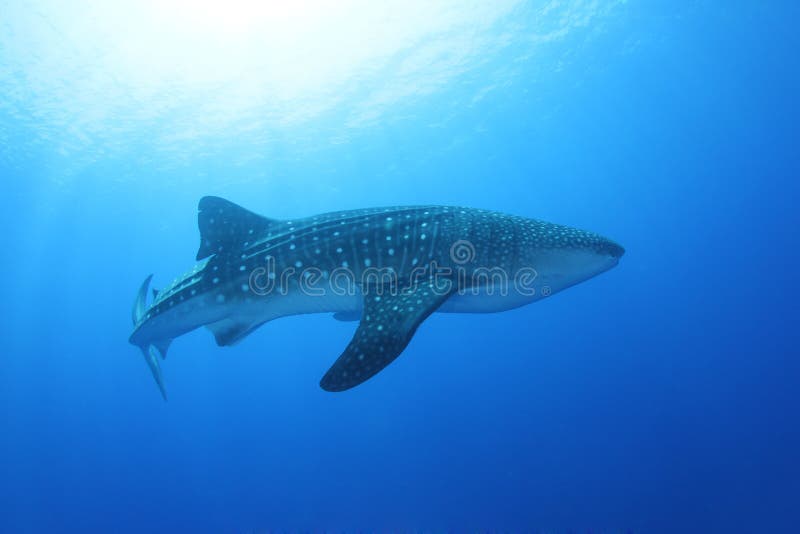 Requin de baleine image stock. Image du lumière, bain 19311429