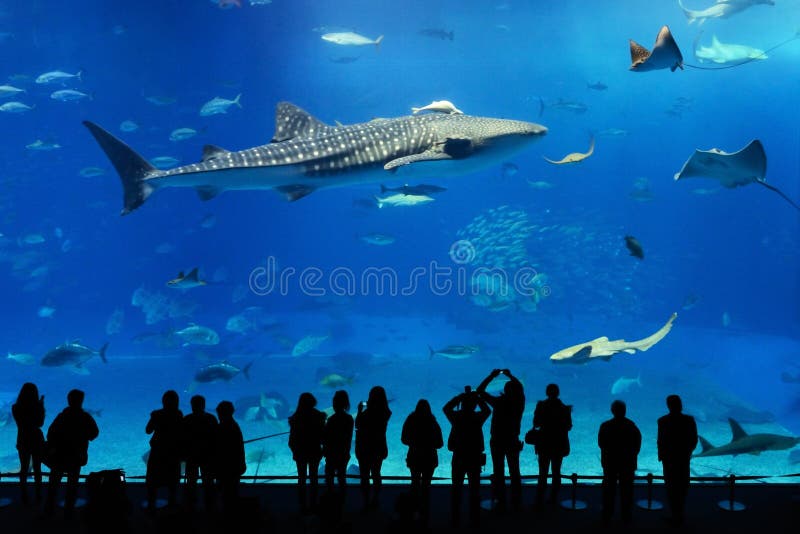 Requin de baleine et rayons de manta d'aquarium de l'Okinawa