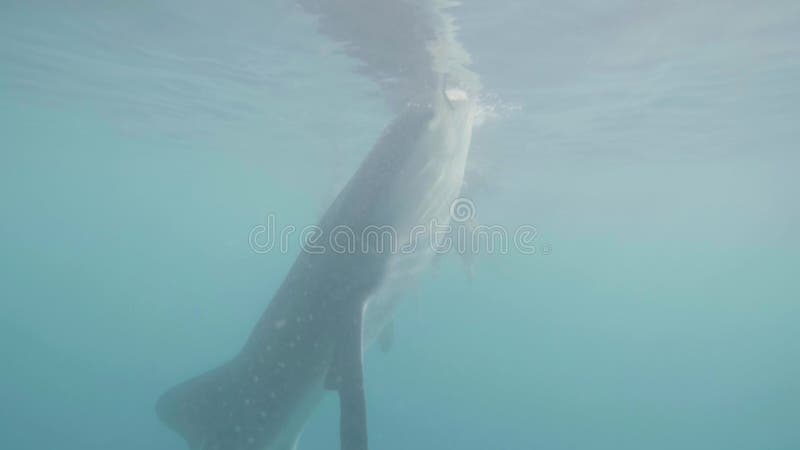 Requin de baleine mangeant de l'alimentation dans la vue d'eau du fond d'eau de mer ouverte Requin de baleine sauvage de alimenta clips vidéos