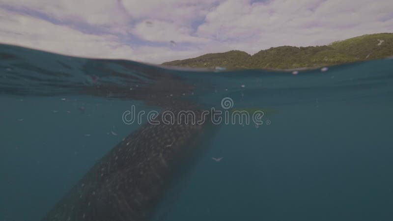 Requin de baleine nageant en eau de mer bleue et mangeant la vue de ligne de flottaison d'alimentation Requin de baleine de tir s clips vidéos