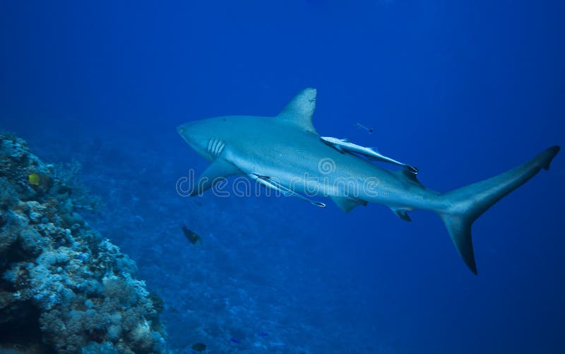 Requin gris de récif images libres de droits Requin gris de récif images libres de droits