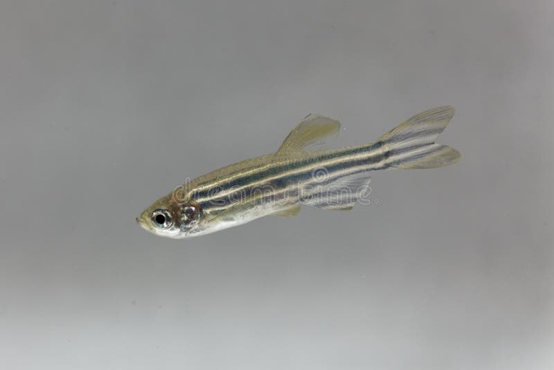 Rerio van Zebrafishdanio met een witte achtergrond stock fotografie Rerio van Zebrafishdanio met een witte achtergrond stock fotografie