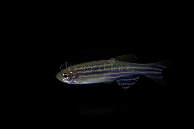 Rerio van Zebrafishdanio met een zwarte achtergrond stock afbeelding Rerio van Zebrafishdanio met een zwarte achtergrond stock afbeelding