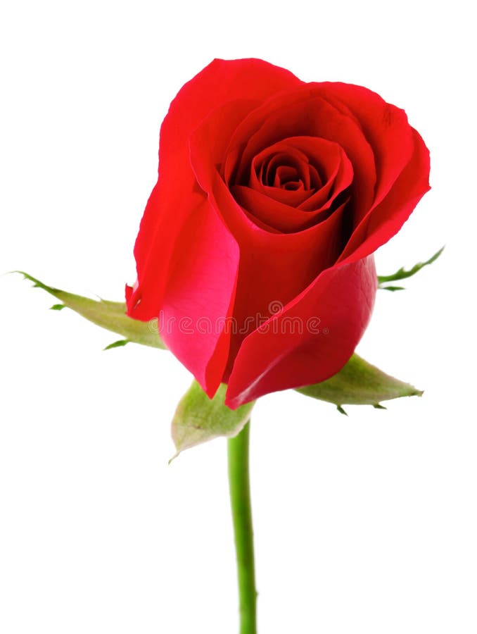 Res rose stock image