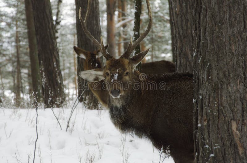 Resa till och med Sibirien roliga hjortar arkivbilder Resa till och med Sibirien roliga hjortar arkivbilder
