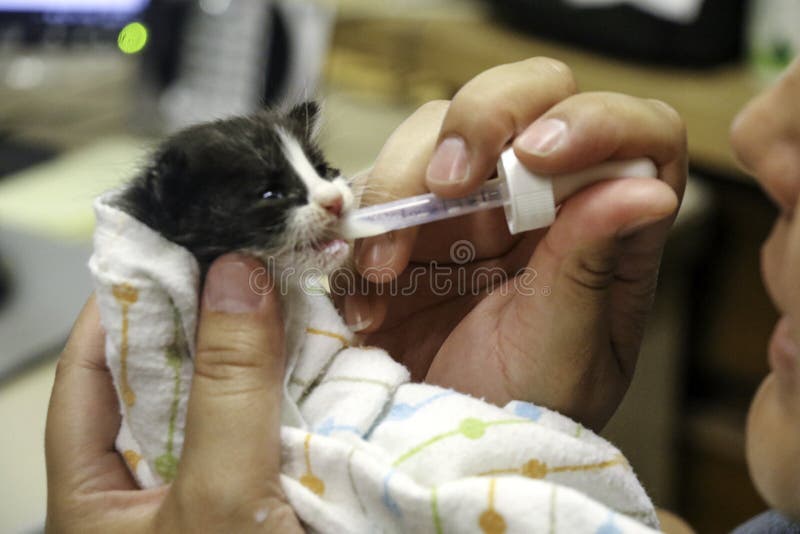 Bottle Feeding a Kitten stock photo. Image of abandoned 24735344