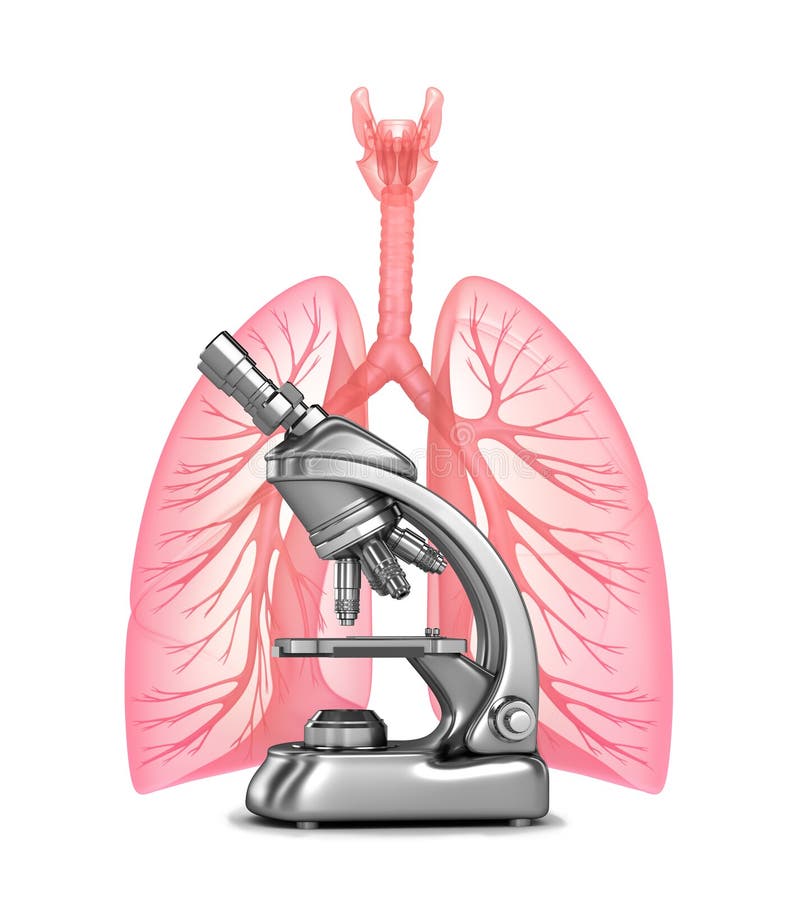 Research of human lungs with and bronchi. 3D image