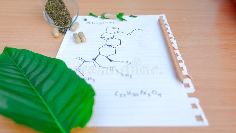 Research paper of kratom leaf Mitragyna speciosa Mitragynine on wooden table ,Drugs and Narcotics,Thai herbal which encourage