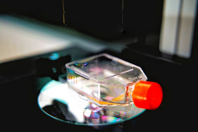 The Researcher is Using Microscope with Cell Culture Flask for