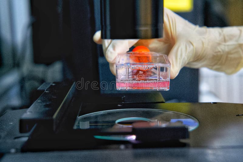 The Researcher is Using Microscope with Cell Culture Flask for
