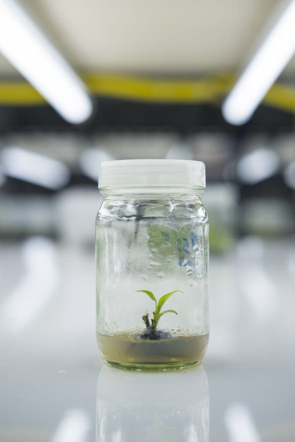 Plant Cell and Tissue Culture Technology Laboratory Stock Photo - Image of growth, freshness: 204038444 Plant Cell and Tissue Culture Technology Laboratory Stock Photo - Image of growth, freshness: 204038444