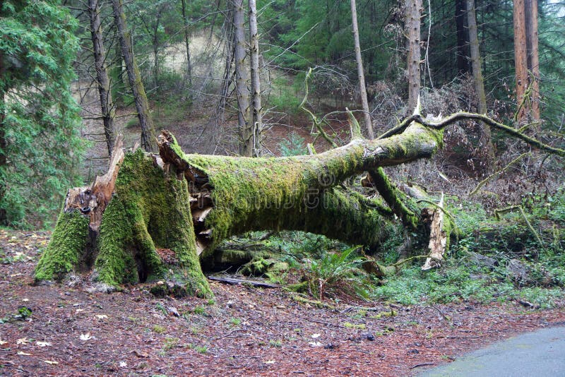 Armstrong Redwoods State Natural Reserve, California, United States - to preserve 805 acres 326 ha of coast redwoods Sequoia s