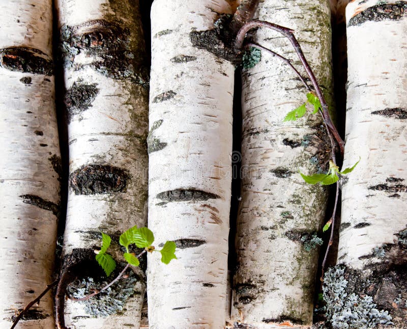 Reserves of birch logs stock image