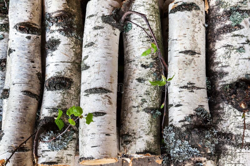 Reserves of birch logs royalty free stock images