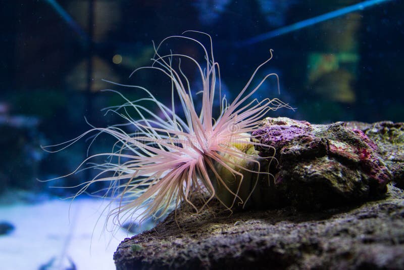 underwater world oceanarium underwater world oceanarium