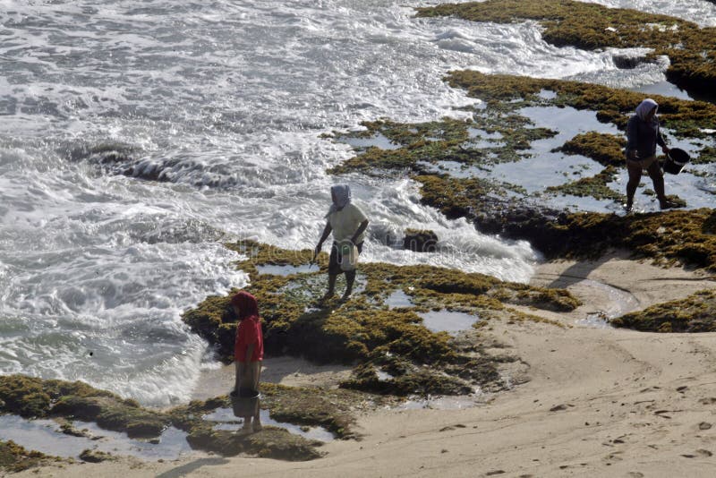 Residenti che cercano alga intorno alla costa di Dadapan di wonogiri di Paranggupito che confina il cen costiero di Jogjakarta de immagine stock libera da diritti Residenti che cercano alga intorno alla costa di Dadapan di wonogiri di Paranggupito che confina il cen costiero di Jogjakarta de immagine stock libera da diritti