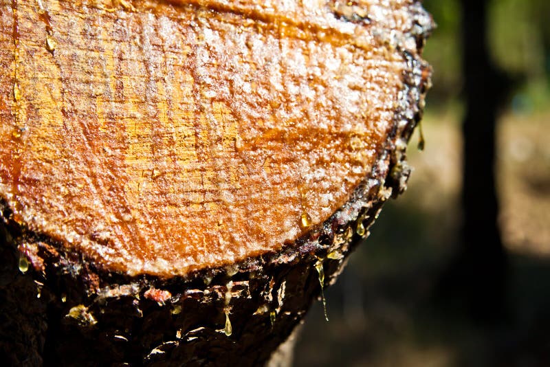 Solid Amber Resin Drops on a Cherry Tree Trunk. Stock Image - Image of  outflow, material: 33030893