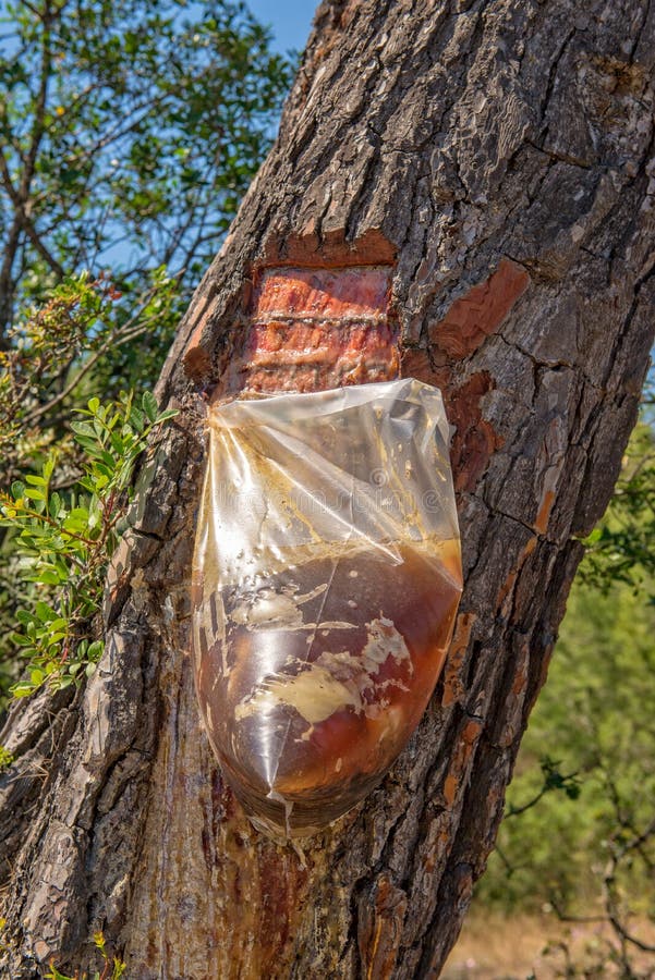 Resin Collecting stock photo. Image of material, natural 41903350