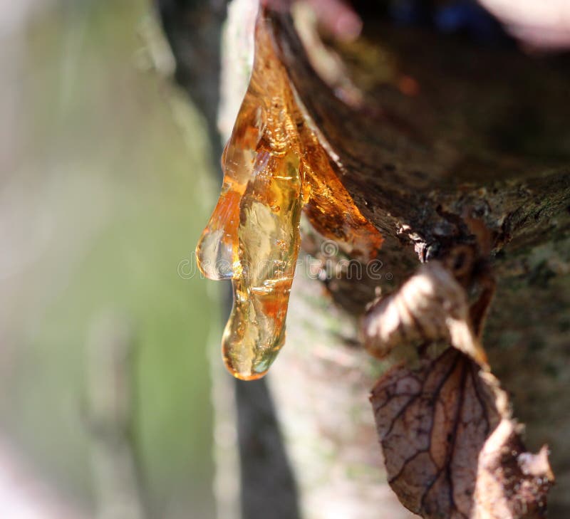 Resin drops on a tree with sunlight