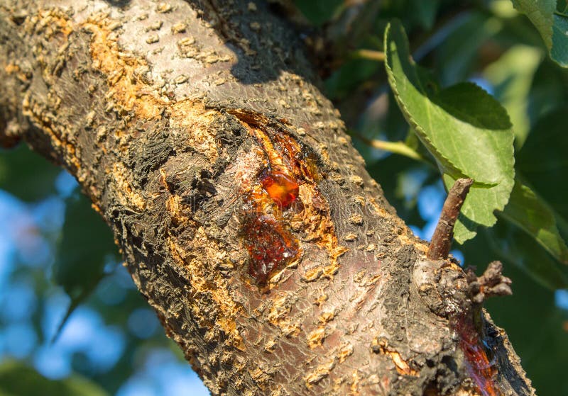 Resin drops on a tree with sunlight