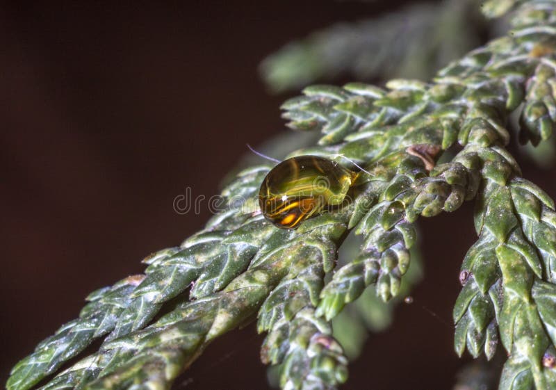 Resin upon a leaf of pine tree stock photo