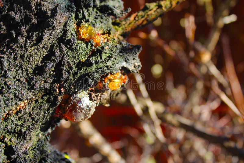 Resina en el árbol del albaricoque en la nieve foto de archivo libre de regalías Resina en el árbol del albaricoque en la nieve foto de archivo libre de regalías