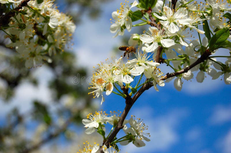 A bee working in the spring time. A bee working in the spring time