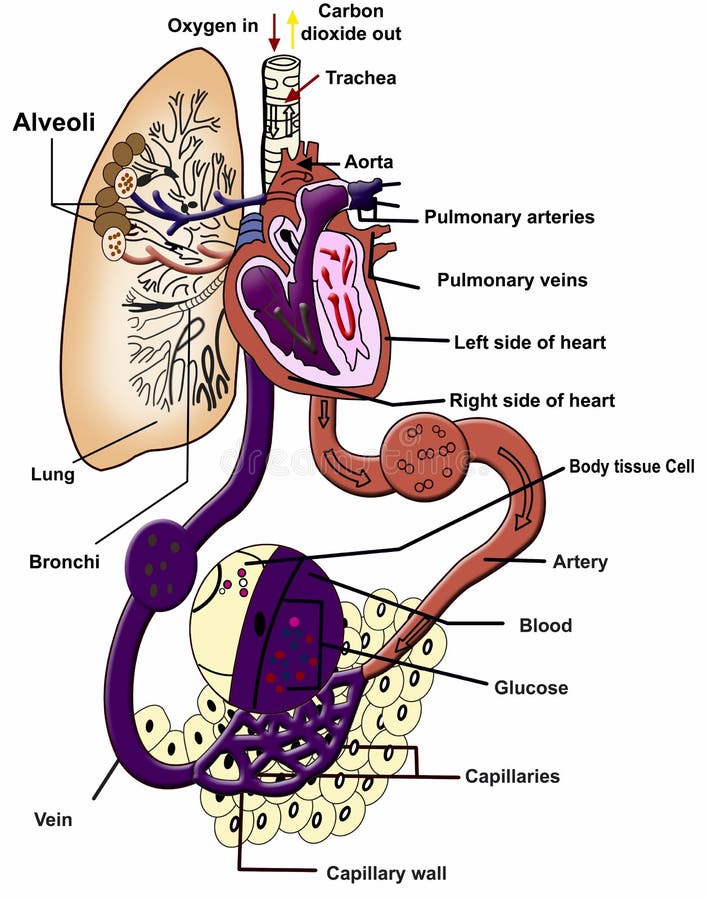 Respiration royalty free illustration Respiration royalty free illustration