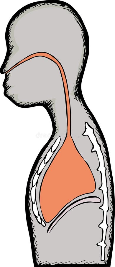 Respiratory Diagram stock illustration