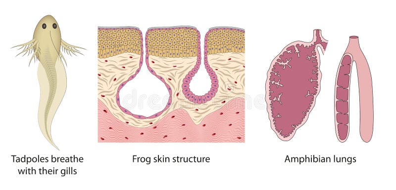 The Respiratory System Change from Tadpoles To Adult Frogs. Amphibian  Lungs, Frog Skin Structure, Tadpoles Gills Stock Illustration - Illustration  of anatomy, gills: 241550394