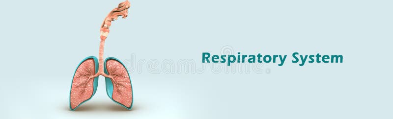 RESPIRATORY SYSTEM. RESPIRATORY SYSTEM RESPIRATORY SYSTEM. - ppt download