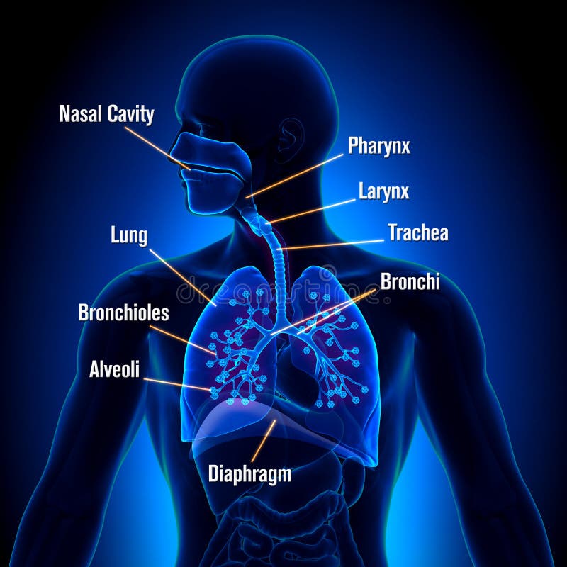 Respiratory System - Lungs anatomy view - detail