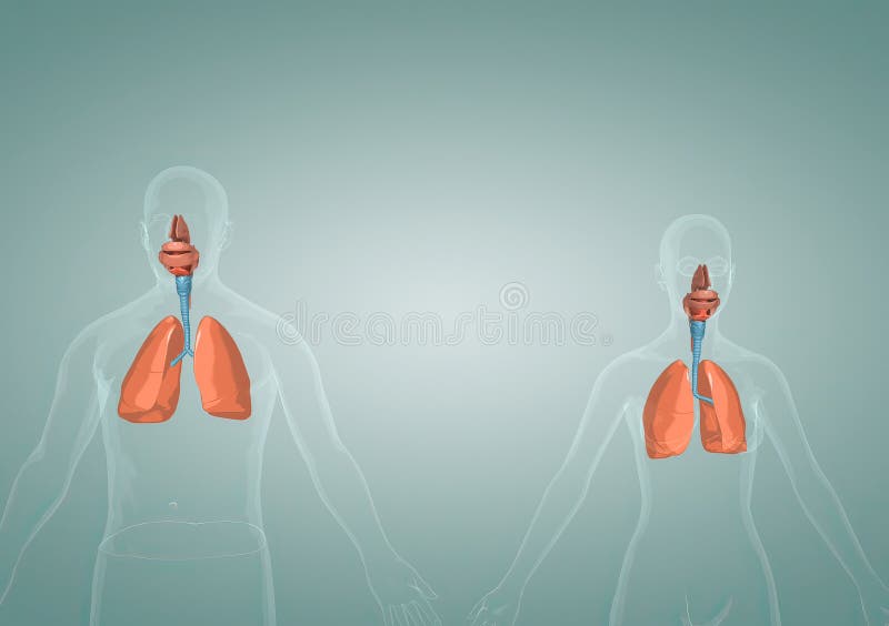 The Respiratory System is the Network of Organs and Tissues that Help