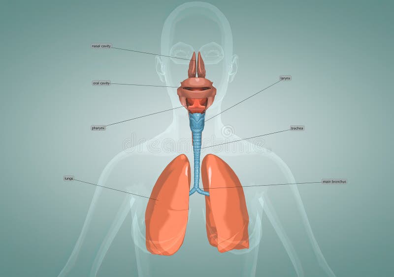The Respiratory System is the Network of Organs and Tissues that Help