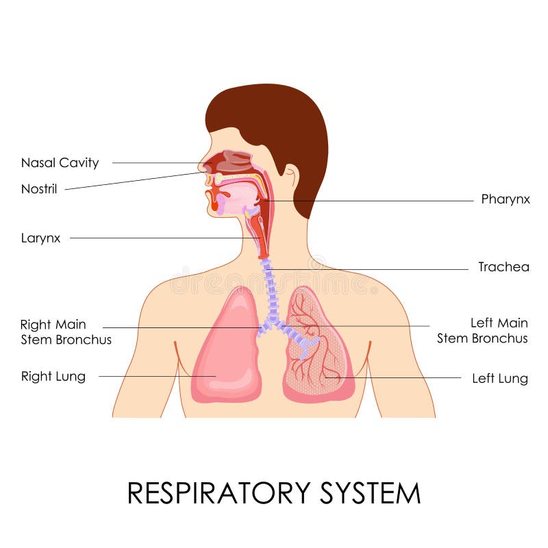 Respiratory System stock illustration
