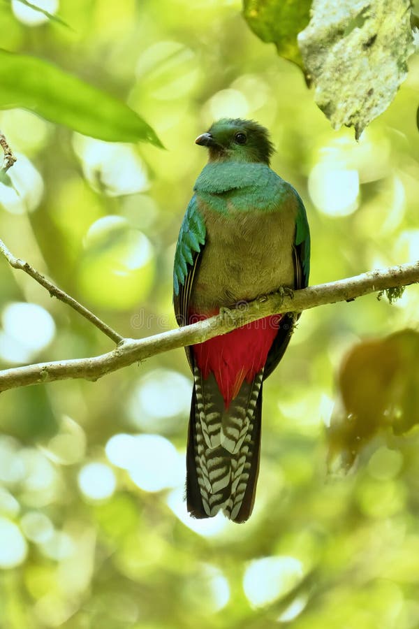 Resplendent Quetzal, female. Resplendent Quetzal, Full resolution foto, Pharomachrus mocinno, Panama, in green forest. Magnificent sacred green and red bird royalty free stock photos Resplendent Quetzal, female. Resplendent Quetzal, Full resolution foto, Pharomachrus mocinno, Panama, in green forest. Magnificent sacred green and red bird royalty free stock photos