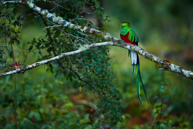 Resplendent Quetzal, Pharomachrus mocinno. Green bird from Costa Rica. Bird with long tail.