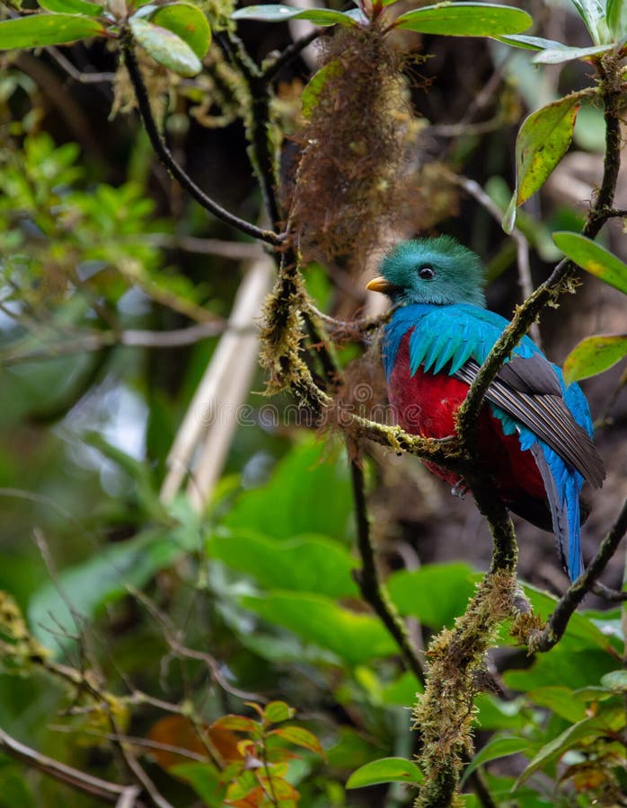 Resplendent Quetzal Pharomachrus Mocinno. Taken 18/10/2018, Monteverde, Costa Rica. Rare sight outside of the breeding season royalty free stock photography Resplendent Quetzal Pharomachrus Mocinno. Taken 18/10/2018, Monteverde, Costa Rica. Rare sight outside of the breeding season royalty free stock photography