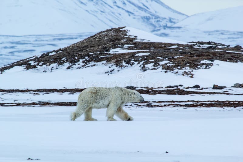 Ressort arctique dans le Spitzberg du sud Look polaire photographie stock libre de droits Ressort arctique dans le Spitzberg du sud Look polaire photographie stock libre de droits
