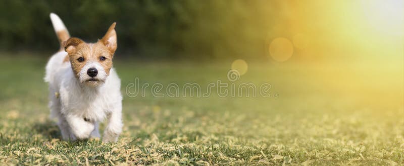 Ressort, concept d'été - chiot heureux mignon de chien jouant dans l'herbe, bannière de Web images stock Ressort, concept d'été - chiot heureux mignon de chien jouant dans l'herbe, bannière de Web images stock