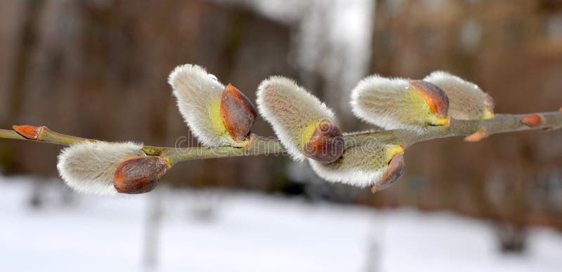 Ressort dans la ville. premiers bourgeons. images libres de droits Ressort dans la ville. premiers bourgeons. images libres de droits