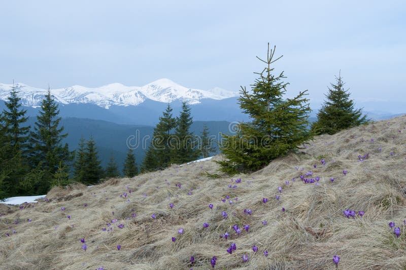Ressort dans les montagnes photos libres de droits Ressort dans les montagnes photos libres de droits