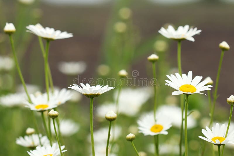 Ressort de pré de fleur de marguerite blanche image libre de droits Ressort de pré de fleur de marguerite blanche image libre de droits