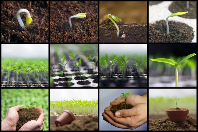 Ressort plantant des jeunes plantes, faisant du jardinage, collage grandissant de légumes photo libre de droits Ressort plantant des jeunes plantes, faisant du jardinage, collage grandissant de légumes photo libre de droits