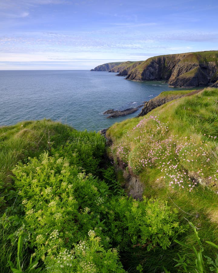 Ressort égalisant la lumière roses de mer sur épargne “dans la baie de Ceibwr, Pembroke, Pays de Galles images libres de droits Ressort égalisant la lumière roses de mer sur épargne “dans la baie de Ceibwr, Pembroke, Pays de Galles images libres de droits