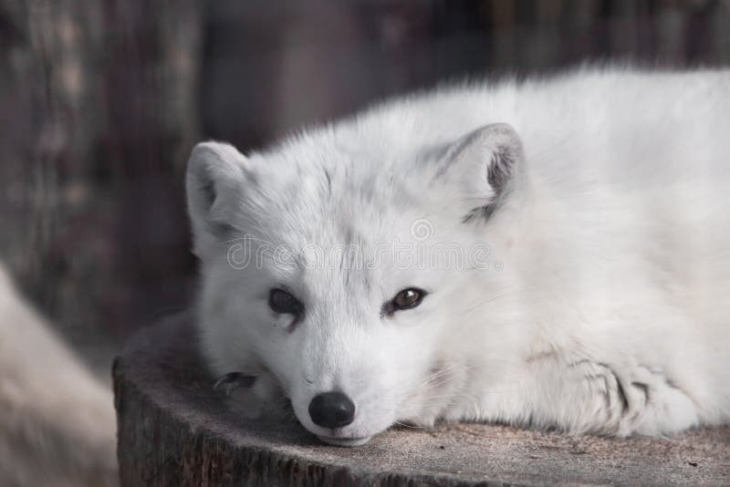 Rest and pretty look. Cute white fox muzzle close-up,  in the winter fur