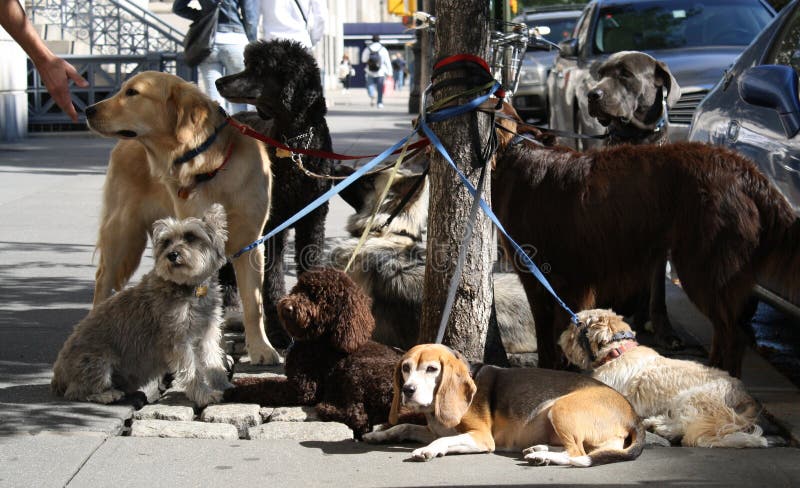 Rest van dogsitter stock afbeelding Rest van dogsitter stock afbeelding