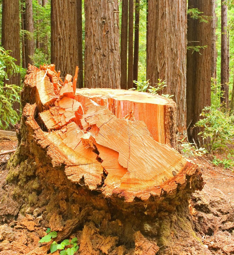 Rest van een Geregistreerde Californische sequoia royalty-vrije stock fotografie Rest van een Geregistreerde Californische sequoia royalty-vrije stock fotografie