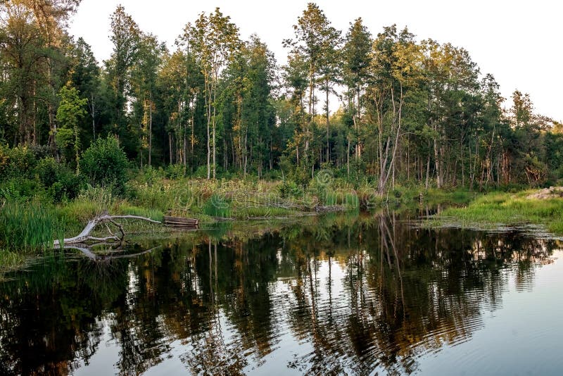 Rest Zone. Blue Water in a Forest Lake with Pine Trees Stock Image