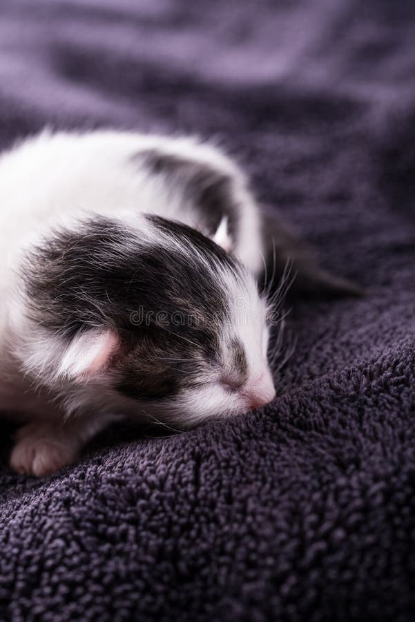 Reste mit einen eine-Tag-alt weiß-schwarze Katzen auf Decke lizenzfreie stockfotos Reste mit einen eine-Tag-alt weiß-schwarze Katzen auf Decke lizenzfreie stockfotos